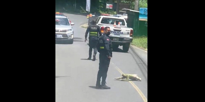 Rendőrök kísértek át egy lajhárt az úton Costa Ricában – videó