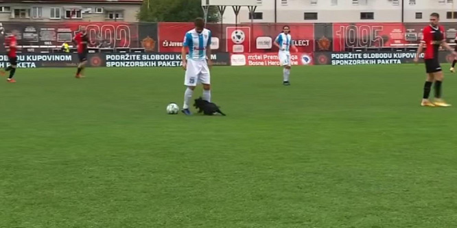 A kiskutya több kötényt is kiosztott az élvonalbeli focistáknak - videó