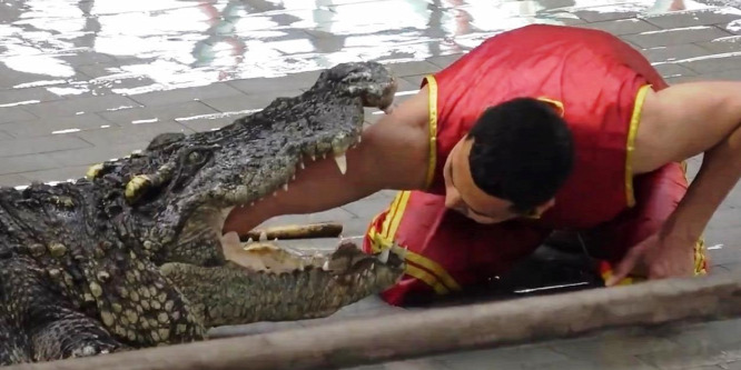 Könyékig benyúlt a krokodil torkába az állatkert idomárja - videó