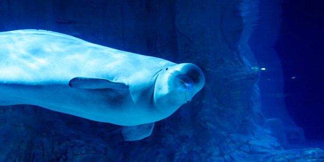 Felbukkant egy Beluga Seattle partjainál