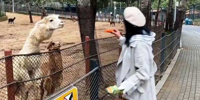 Répával ingerelte az alpakát egy lány, de aztán jött a meglepetés - videó