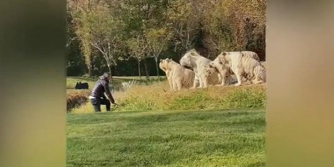 Bemászott a tigrisek kifutójára egy őrült turista - videó