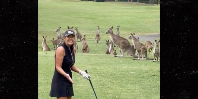 Kenguruk özönlöttek be egy ausztrál golftornára, és félbeszakították a játékot - videó