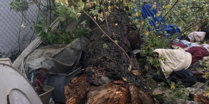 Egy leszakadt faág ölt meg egy diákot hétvégén Portlandben