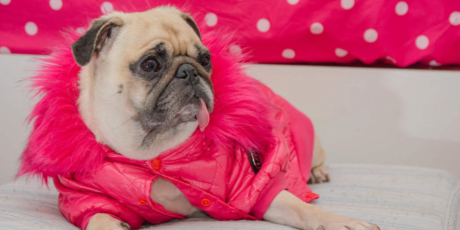 Miss Pickles, a mentett mopsz, aki kifutóra született
