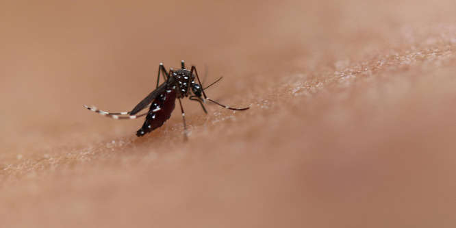 Tovább terjed és szedi áldozatait a dengue-láz Srí Lankában