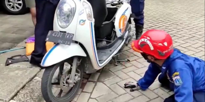 Veszélyes állatot találtak egy motorkerékpár belsejében - videó