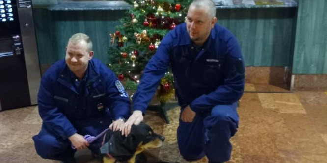 A rendőrségen várta meg gazdáját az elkóborolt kutya