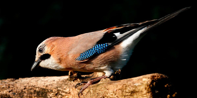 Rendellenes színezetű szajkó (Gallurus glandarius) Golop belterületén