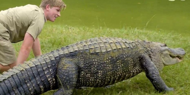 Óriási krokodil támadt a krokodilvadász, Steve Irwin fiára - videó