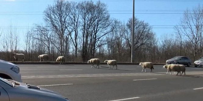 Őrizetlen birkanyáj akasztotta meg a forgalmat Újpesten - videó