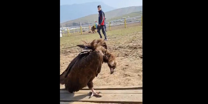 Megkergette a látogatót egy keselyű - videó