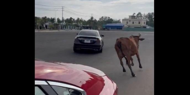 Egészen bizarr, ahogy egy bika kerget egy driftelő Mercedest - videó