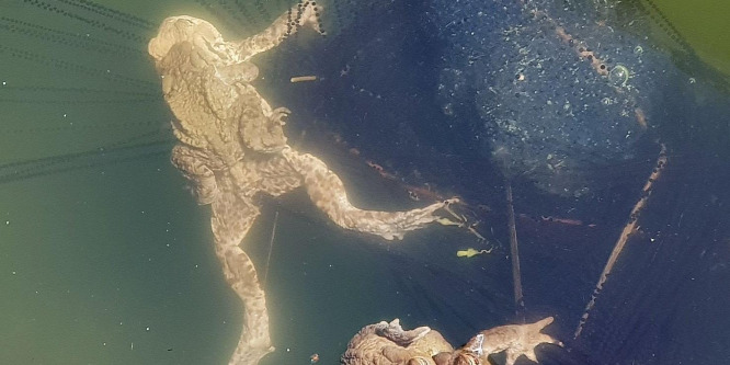 Áprilisi békák a miocén ősvilágban