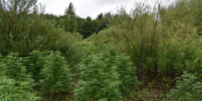 Kannabiszt termesztett két férfi egy Devecser melletti erdőben