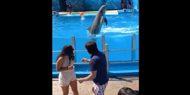 Vicces dolgot tett a delfin egy lánnyal - videó