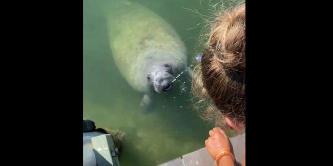 Alaposan meglepte a manátusz a turistákat – videó