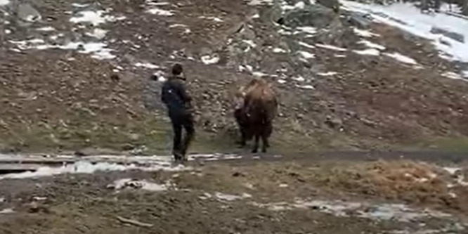 Ostoba dolgot tett a turista egy bölénnyel - videó