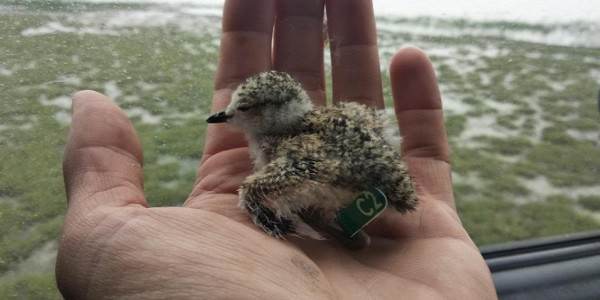 Akasztóra tért vissza a Kelemen-széken gyűrűzött fióka