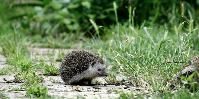 Óvatosan bolygassuk a lombhalmokat, rzserakásokat – vigyázzunk a sünökre!