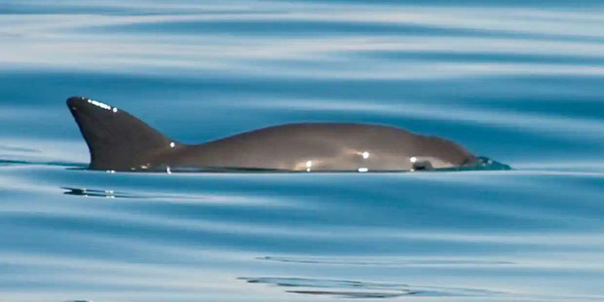 Ez a kaliforniai disznódelfin túlélésének a kulcsa