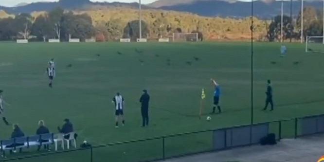 Kenguruk özönlöttek be a pályára egy ausztrál focimeccsen - videó