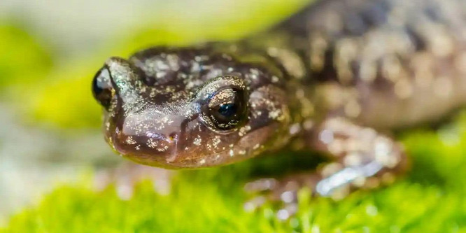 Feltárták a kaliforniai ejtőernyős szalamandra titkait