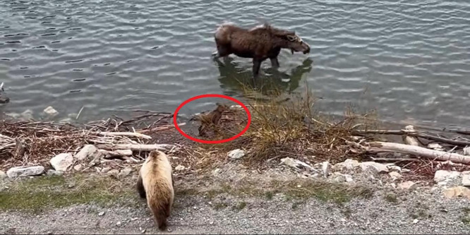 Melyik győz: a grizzly vagy a borját védő jávorszarvas? - videó