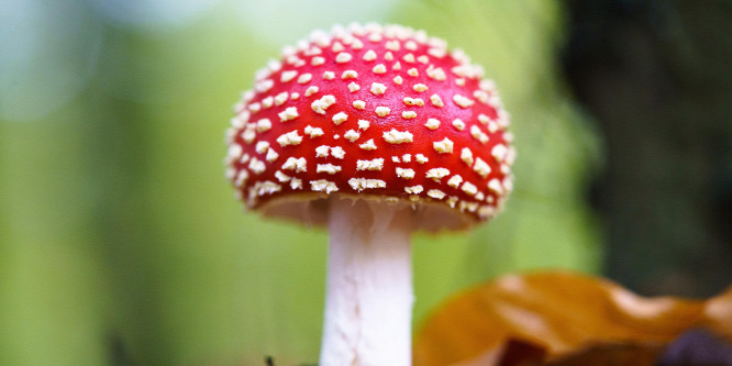 8 mérgező gomba, ami megtévesztően szép - képek