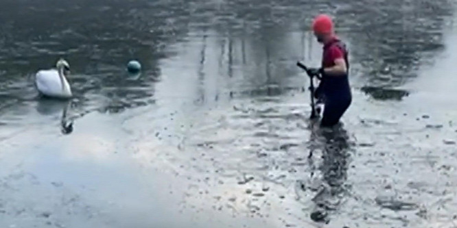 Rollerrel verte szét a jeget, hogy egy tóba fagyott hattyút megmentsen – videó