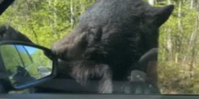 Nagyon furcsa dolgot tett a medve a turista autójával - videó