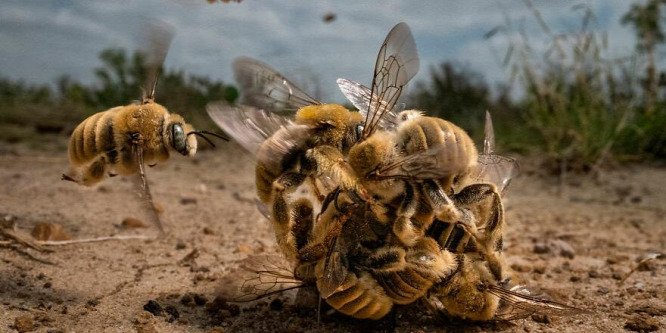 Magyar fotós is a gyztesek között a világhír fotópályázaton