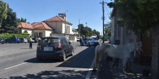 Megrázó részletek a szekszárdi lovasbalesetről: testével védte a feleségét a sofőr