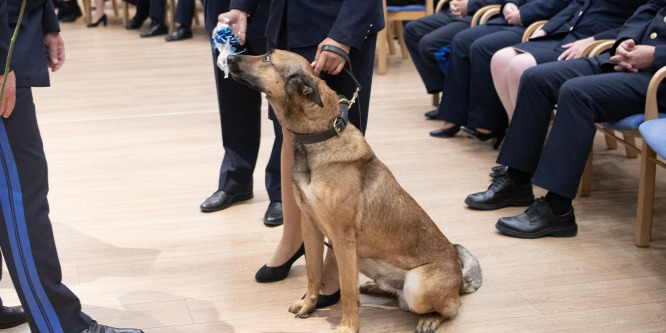 Óriási velscsonttal jutalmazták Fnököt, a rendrkutyát, aki egy erdben mentett életet