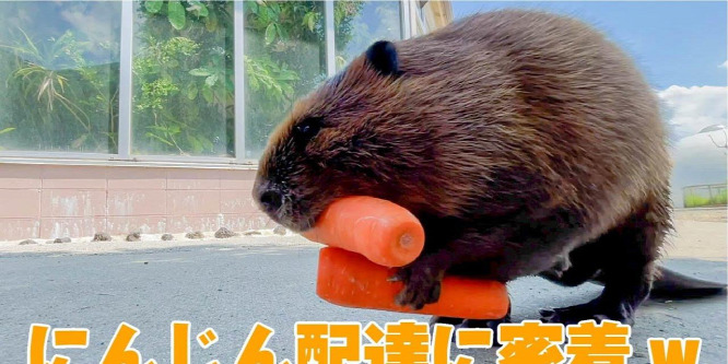 A hódok bevásárló körútra mennek egy japán nemzeti parkban-videó