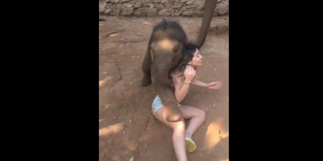 Játszani kezdett a kiselefánt a lánnyal, durva vége lett - videó