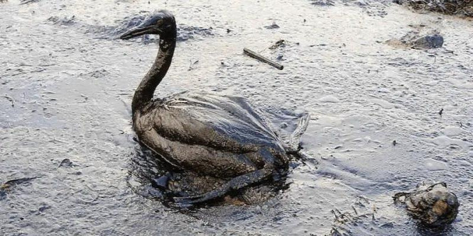 Kegyetlenül szenvednek a madarak az olajszennyezés miatt