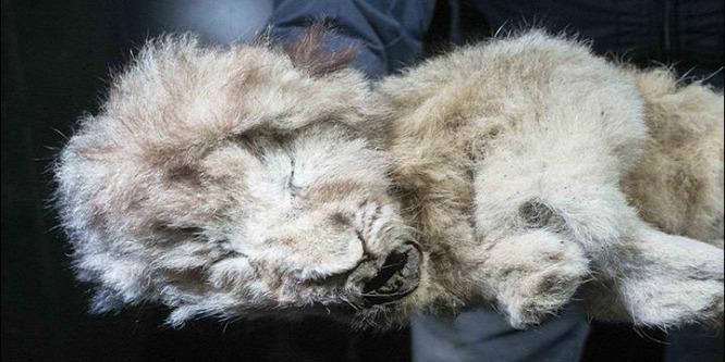 Egy barlangi oroszlánkölyök a jégkorszak legjobban megőrzött állata