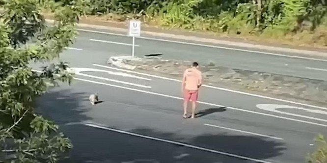 Koalának segített átjutni az úton egy ausztrál férfi - videó