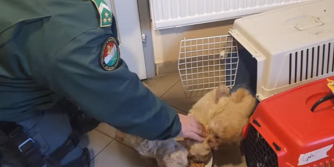 Bőröndök alatt csempészett kutyákat egy román sofőr - videó