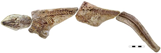 röplabda szopás