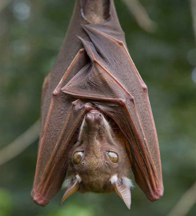 TIZENÖTÖDIK REND: Denevérek (Chiroptera) | Brehm: Állatok világa | Kézikönyvtár