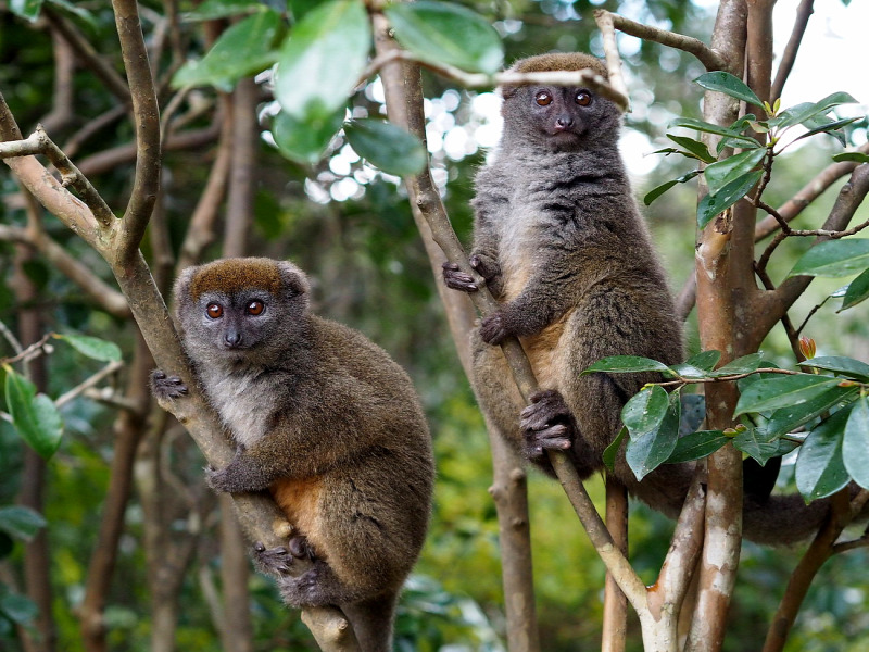 ember keres férfi madagaszkár