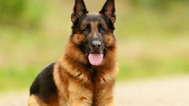 KÃ©ptalÃ¡lat a kÃ¶vetkezÅre: âkutyaâ