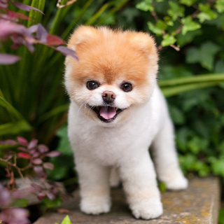 Forrás: buddyboowaggytails/Instagram