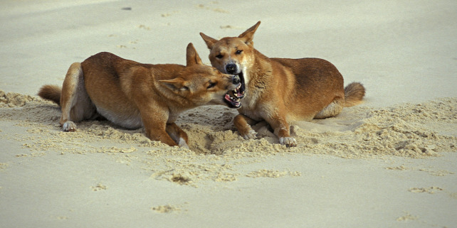 Forrás: AFP/Biosphoto/Alain Mafart-Renodier