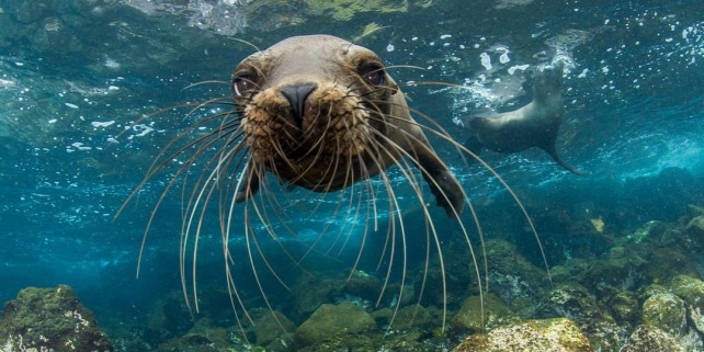 Forrás: NatGeo/Instagram