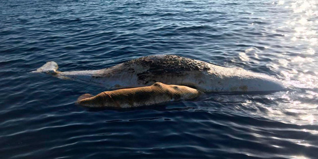 Forrás: https://news.sky.com/story/sperm-whale-and-calf-die-after-becoming-tangled-in-fishing-net-off-italy-coast-11745863
