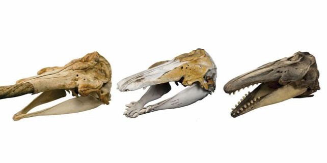 Forrás: Mikkel Hoegh Post/Natural History Museum of Denmark