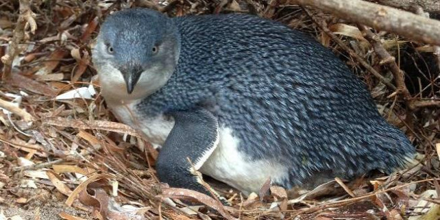 Forrás: https://www.environment.sa.gov.au/goodliving/posts/2018/11/granite-island-penguins